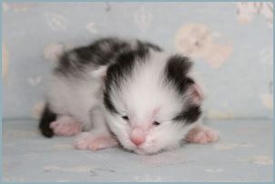 Male Siberian Kitten from Deedlebug Siberians